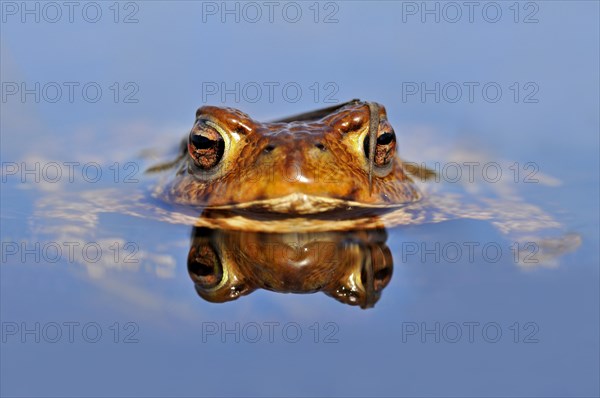 Common toad