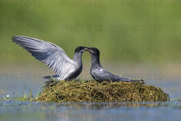 Black tern