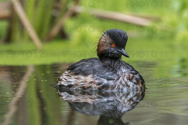 Black-necked grebe