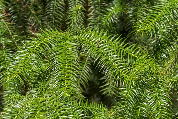 Cypress Cunninghamia lanceolata Hook