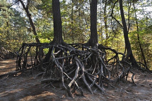 Exposed roots of pine trees due to soil erosion in forest at Kasterlee