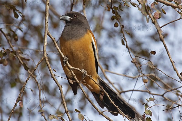 Rufous Treepie