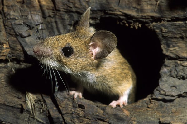 European wood mouse