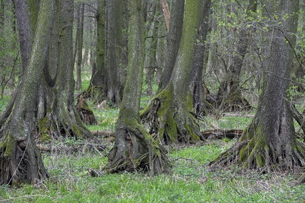 European Alder