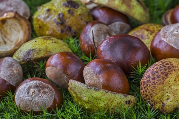 Fallen conkers