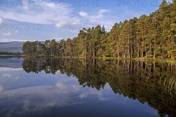 Scots pine trees on the shore of Loch Garten