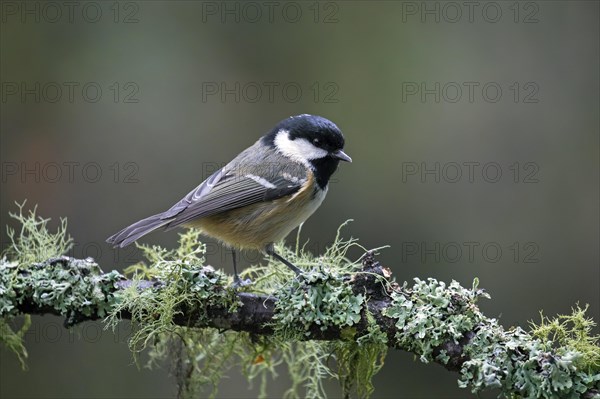 Coal tit