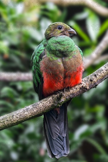 Golden-headed quetzal