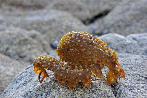 Bulbous holdfast of Furbellow kelp