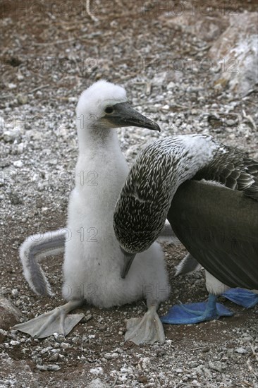 Blue-footed booby