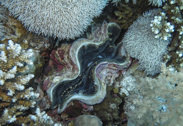 Large giant clam