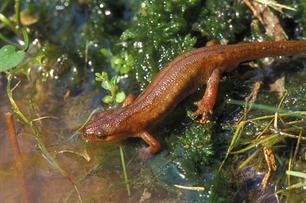 Palmate newt