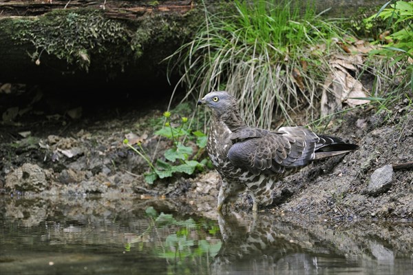 European honey buzzard