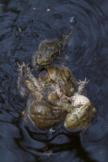 Common toad