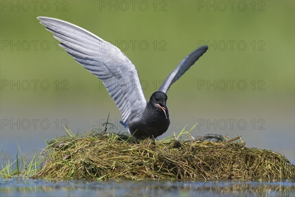 Black tern