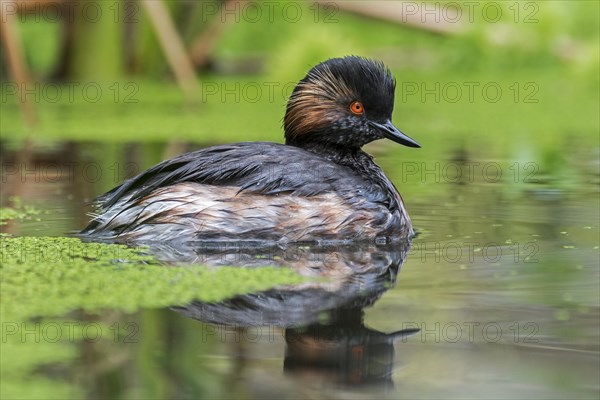 Black-necked grebe