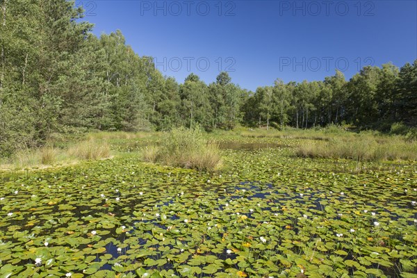 White water lilies in lake in nature reserve Totes Moor