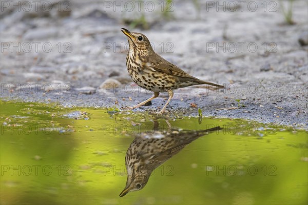 Song thrush