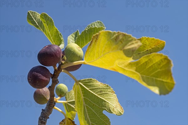 Close-up of edible figs in various stages of ripening on fig tree