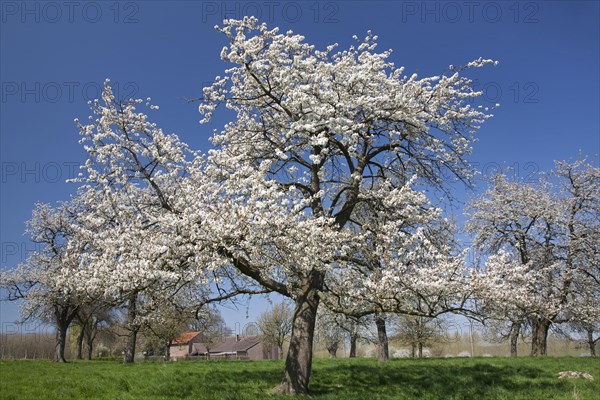 Blooming cherry trees in orchard in spring