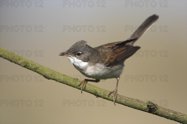 Common Whitethroat