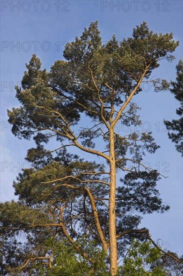 Tree top of Scots Pine