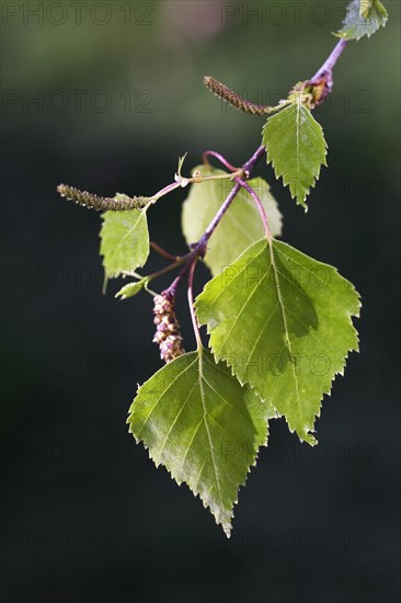 Birch tree