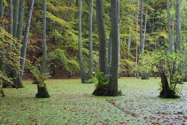 European Alder