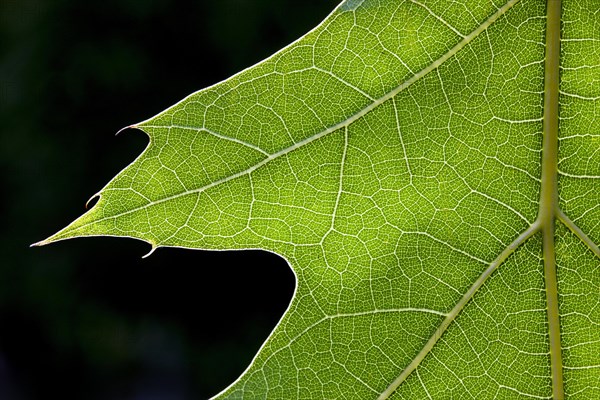 Northern red oak