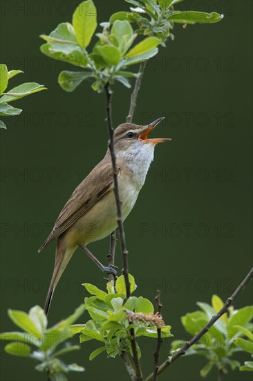 Great reed warbler