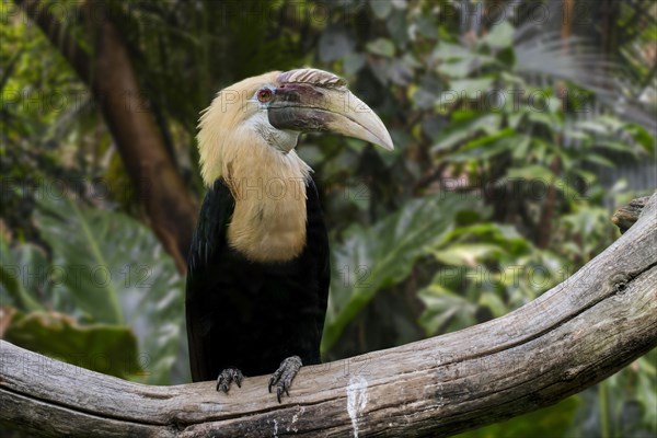 Blyth's hornbill