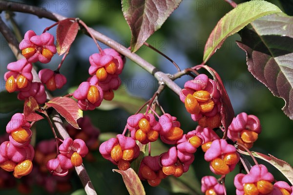 European spindle