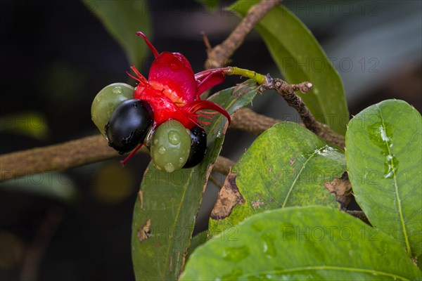Mickey Mouse plant
