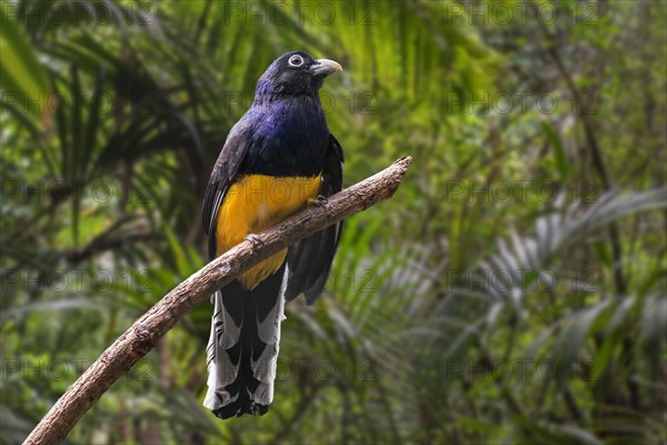 White-tailed trogon