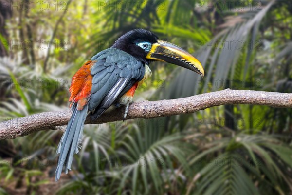 Chestnut-eared aracari