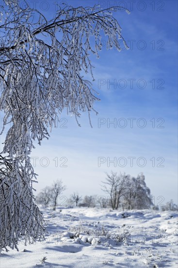 Downy birch