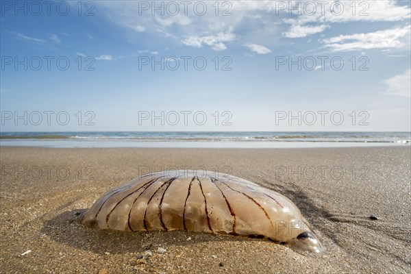 Compass jellyfish