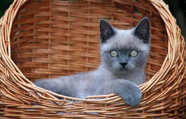 British shorthair kitten in basket