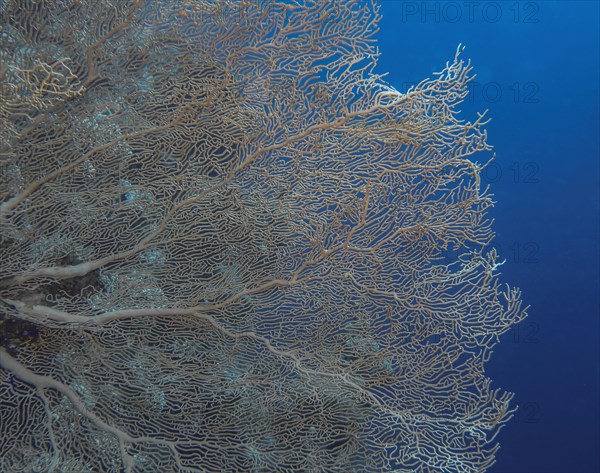 Gorgonian coral