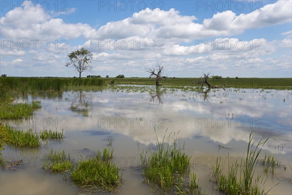 Fish pond