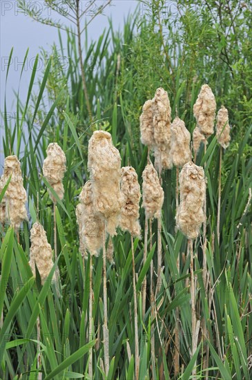 Common Bulrush