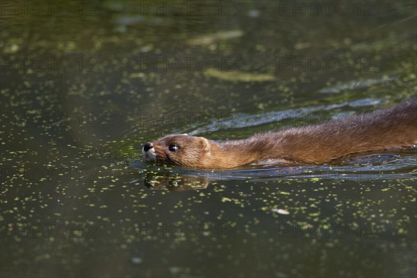 European mink