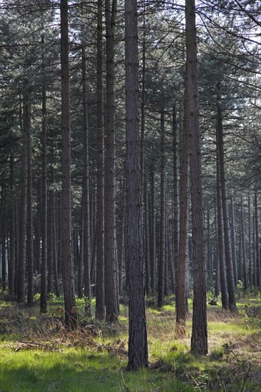 Coniferous forest with European black pines