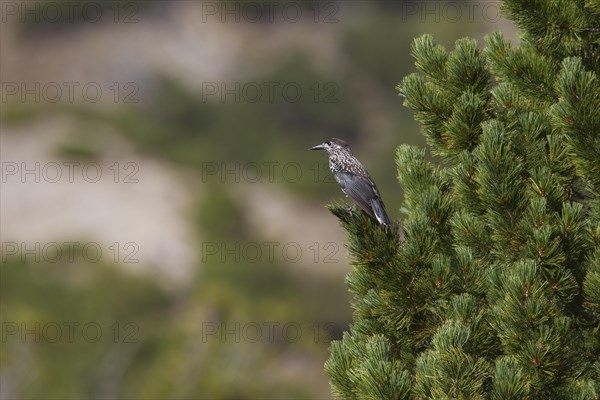 Spotted nutcracker