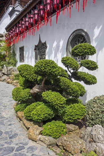 140 year old Hinoki cypress