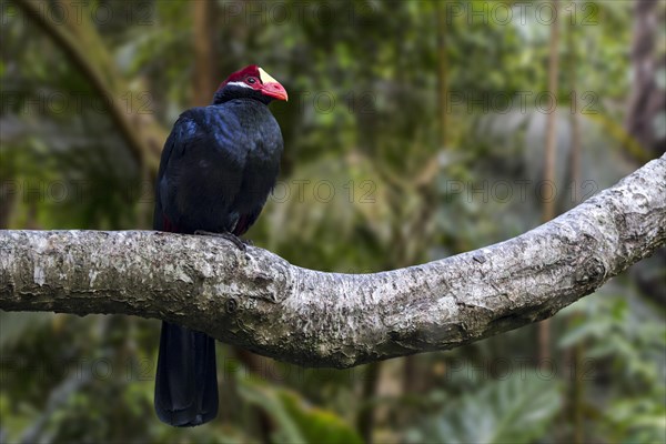 Violet turaco