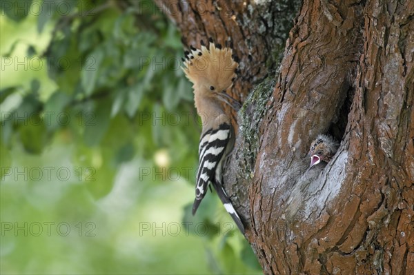 Eurasian hoopoe