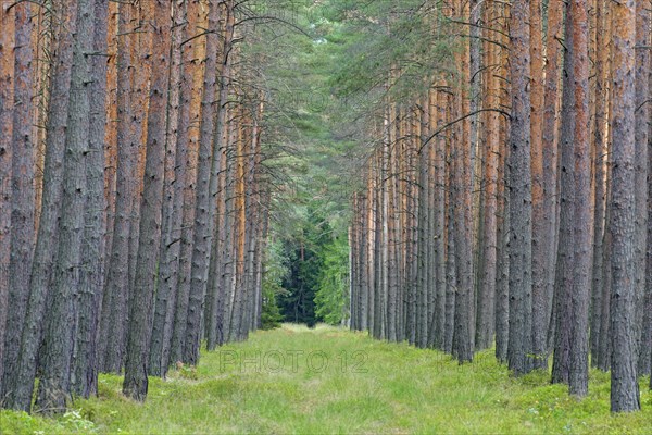 Scots Pine