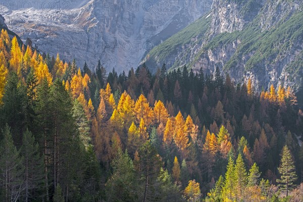 European larch