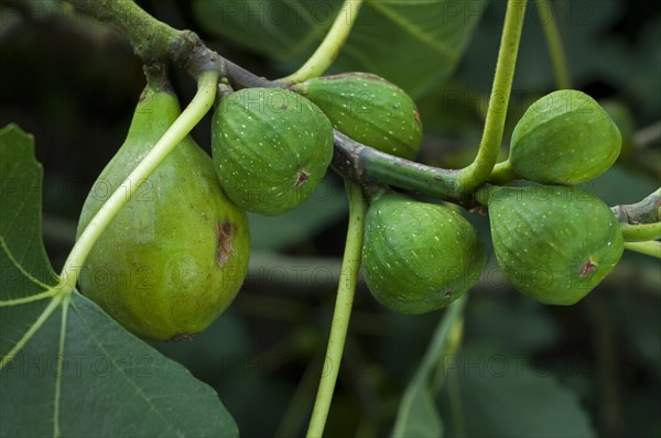 Close up of figs ripening on common fig